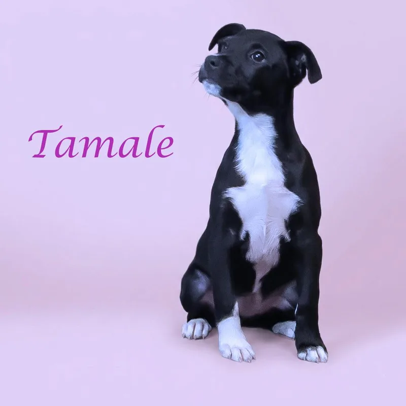 Tamale D thumbnail 2