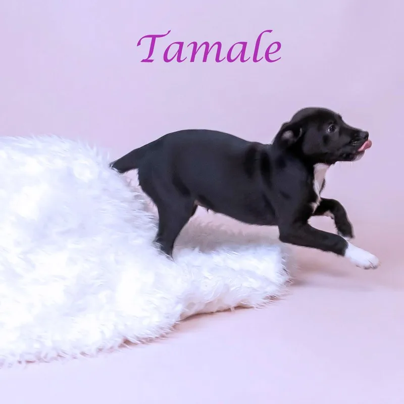 Tamale D thumbnail 3
