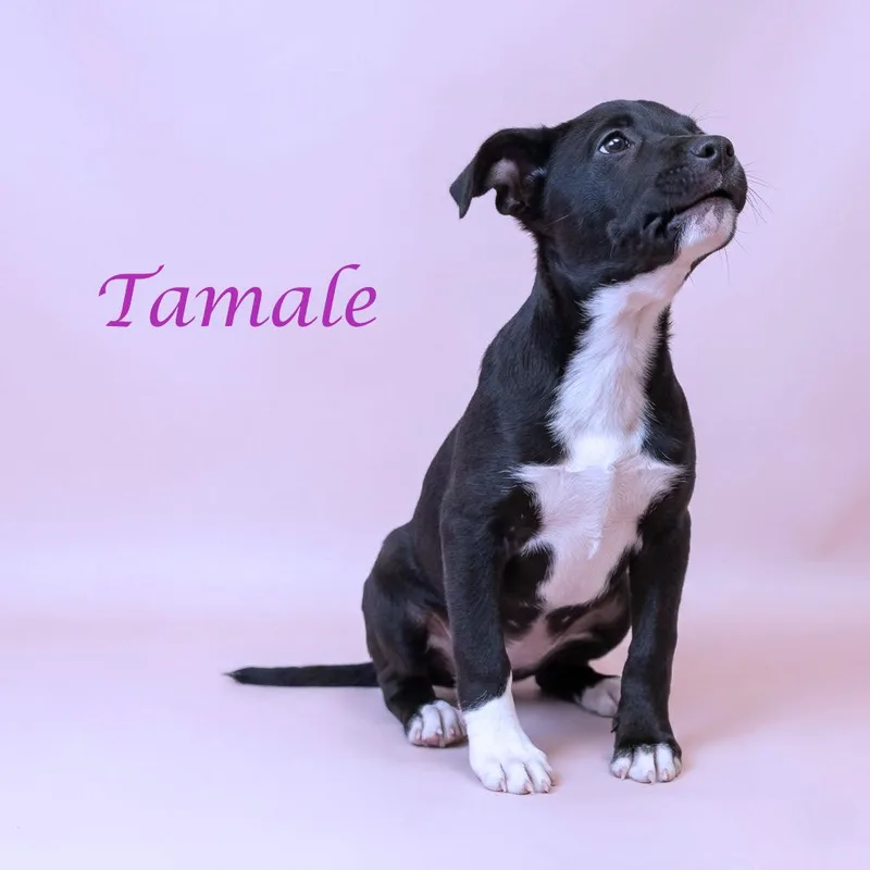 Tamale D thumbnail 4