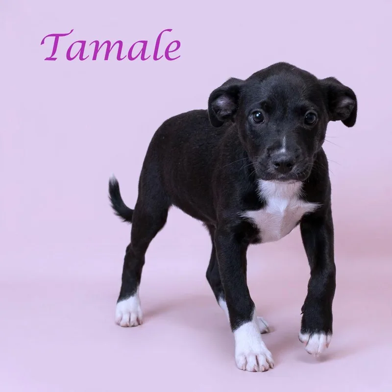 Tamale D thumbnail 5