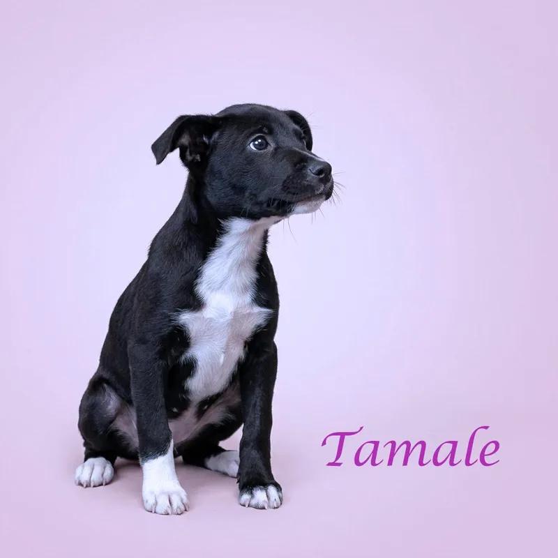 Tamale D thumbnail 6