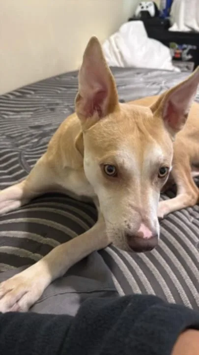 A young medium-sized male Terrier dog named Bobby for adoption in Los Angeles, CA