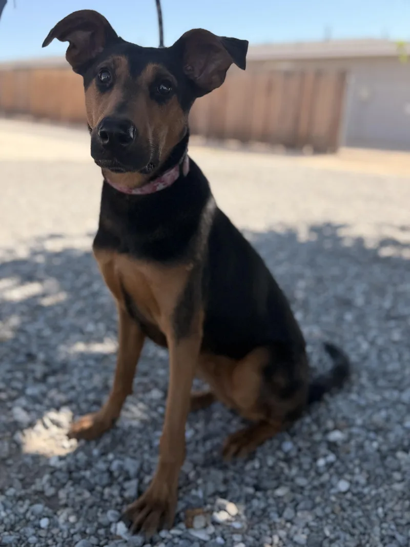 A young medium-sized female Black Doberman Pinscher dog named Raven for adoption in Hesperia, CA
