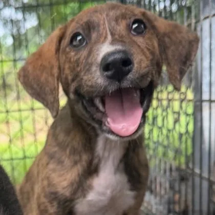 A baby small-sized male Mixed Breed dog named Sparkler for adoption in West Chester, PA