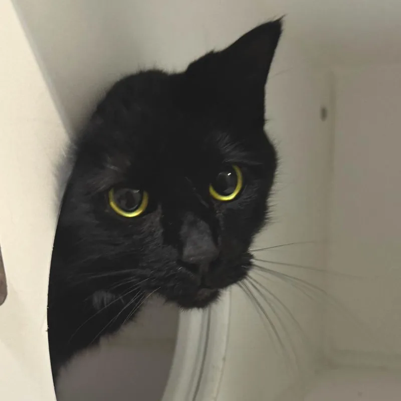 An adult large-sized male Black Domestic Short Hair cat named Eragon for adoption in Dearborn, MI