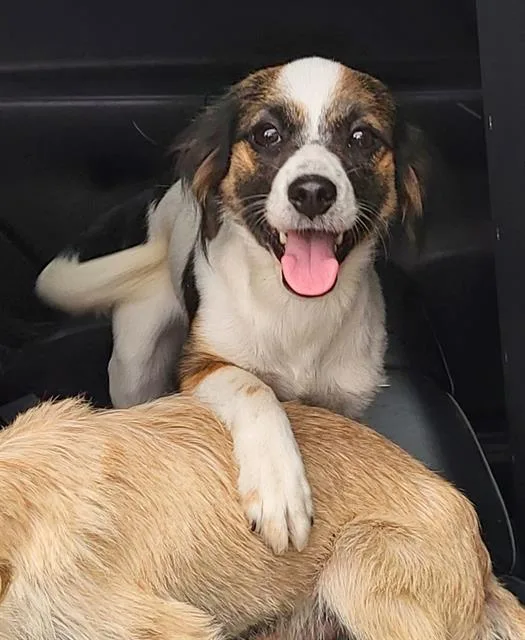 A young small-sized female Terrier dog named Mabel for adoption in San Antonio, TX