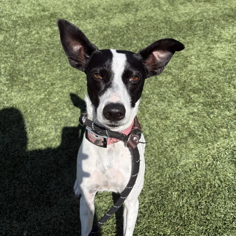 An adult medium-sized female Black Mixed Breed dog named Tiffany for adoption in Belleville, IL