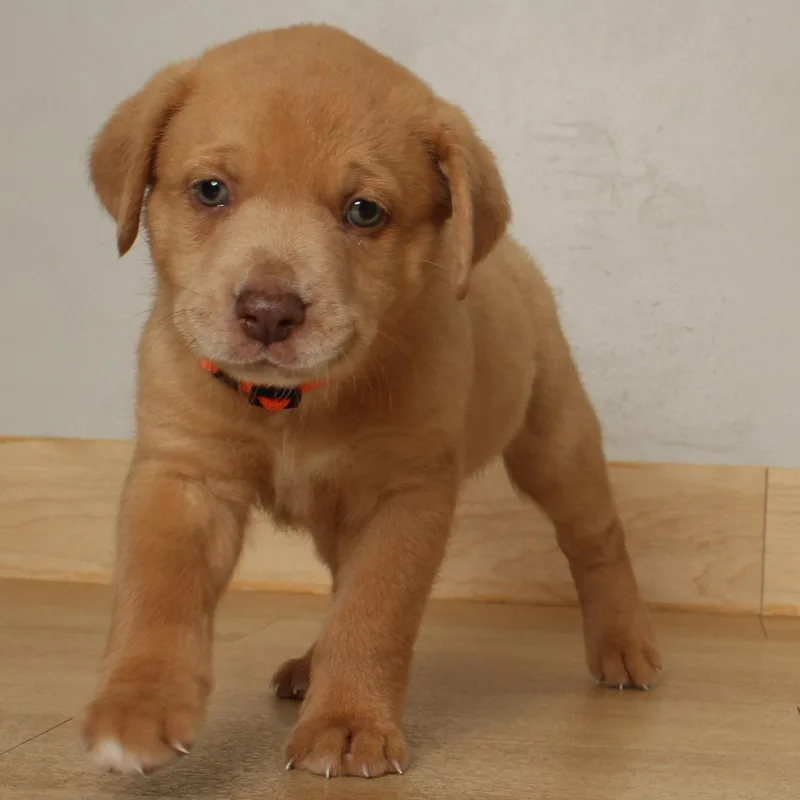 A baby medium-sized male Yellow / Tan / Blond / Fawn Pit Bull Terrier dog named Sourdough D for adoption in Minnetonka, MN