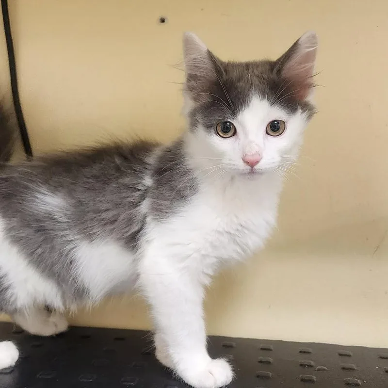 A baby small-sized female Gray / Blue / Silver Domestic Medium Hair cat named Brittany for adoption in Shinnston, WV