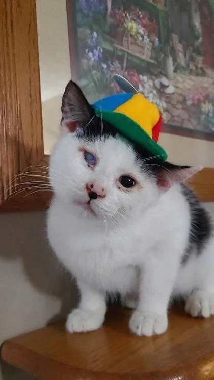 An adult small-sized male Domestic Short Hair cat named Loch for adoption in Berwick, PA