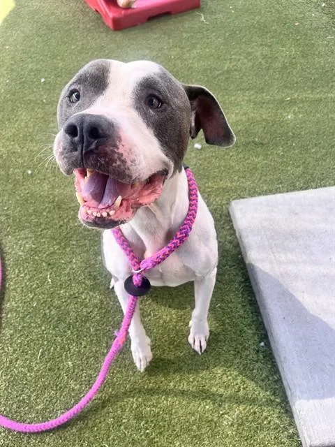 An adult large-sized male Terrier dog named Magnus for adoption in Olivette, MO