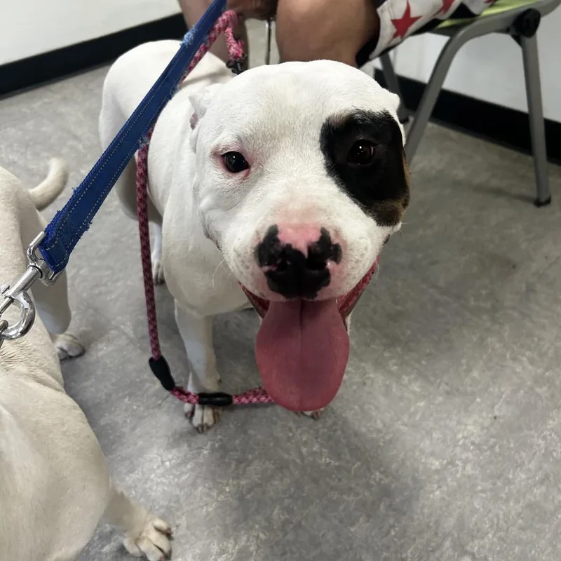 An adult medium-sized male White / Cream Pit Bull Terrier dog named Turbo for adoption in Philadelphia, PA