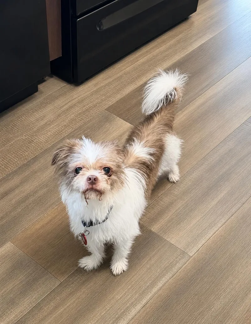 An adult small-sized female Brussels Griffon dog named Bootsie Baby for adoption in Nashville, TN