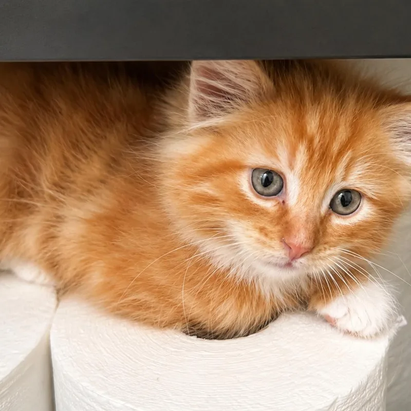 Romeow thumbnail 2