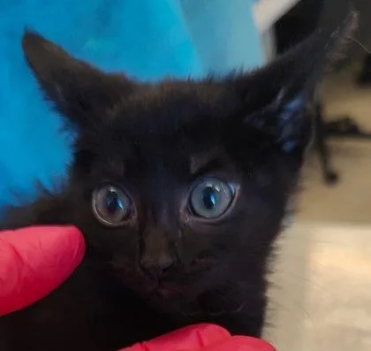 A baby small-sized female Domestic Short Hair cat named Oats for adoption in Lafayette, IN