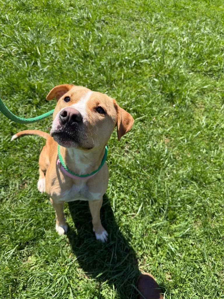 A young medium-sized female Mixed Breed dog named Marie for adoption in Olean, NY