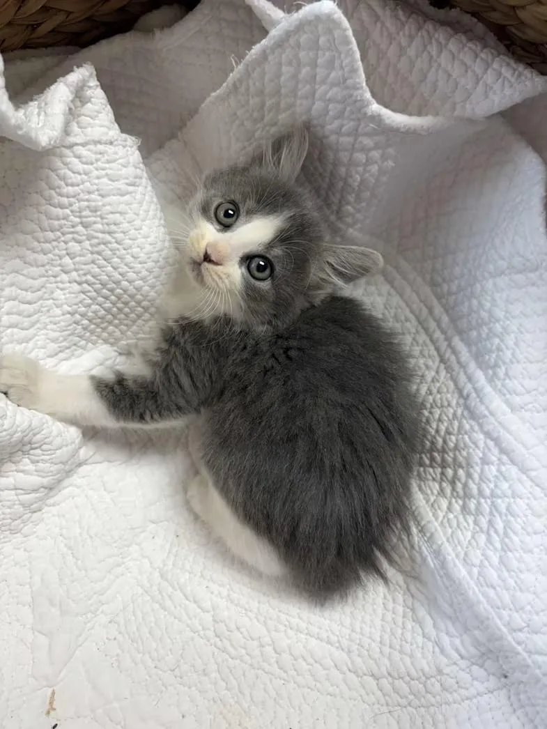 A baby medium-sized female Gray & White Domestic Medium Hair cat named Cirrus for adoption in Greensboro, NC