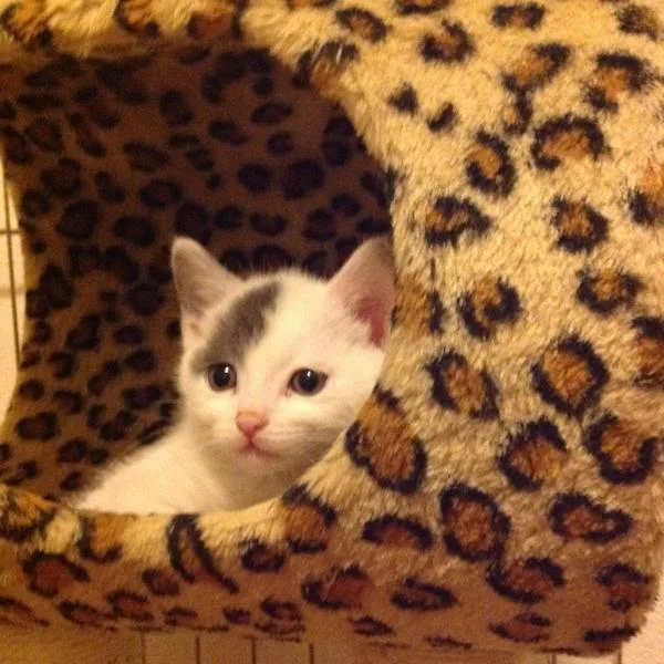 A senior large-sized female Domestic Short Hair cat named Luna for adoption in San Diego, CA