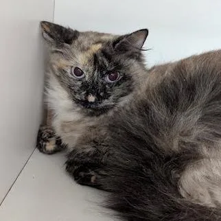 Elsa