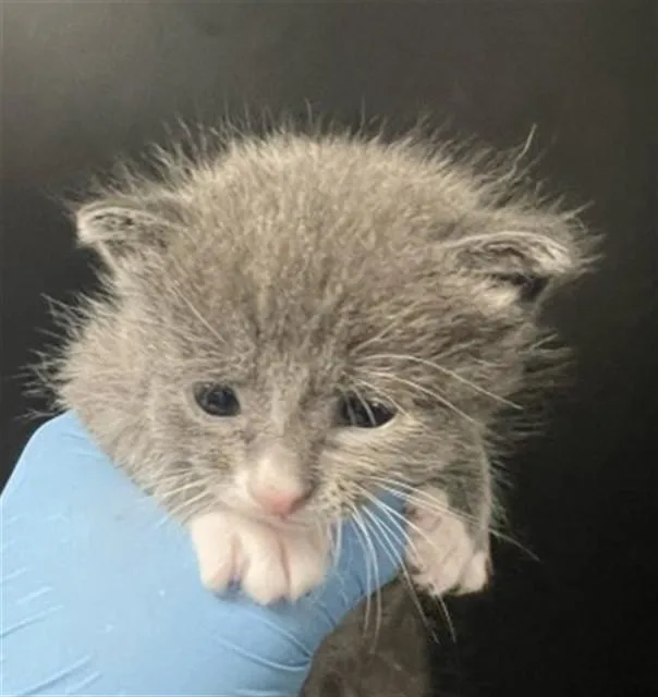 A baby medium-sized female Domestic Short Hair cat named Angela for adoption in San Bernardino, CA