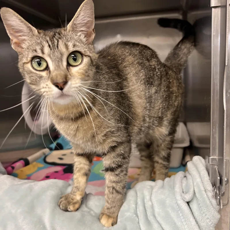 An adult medium-sized female Tabby (Brown / Chocolate) Domestic Short Hair cat named Marge for adoption in Mount Pleasant, MI