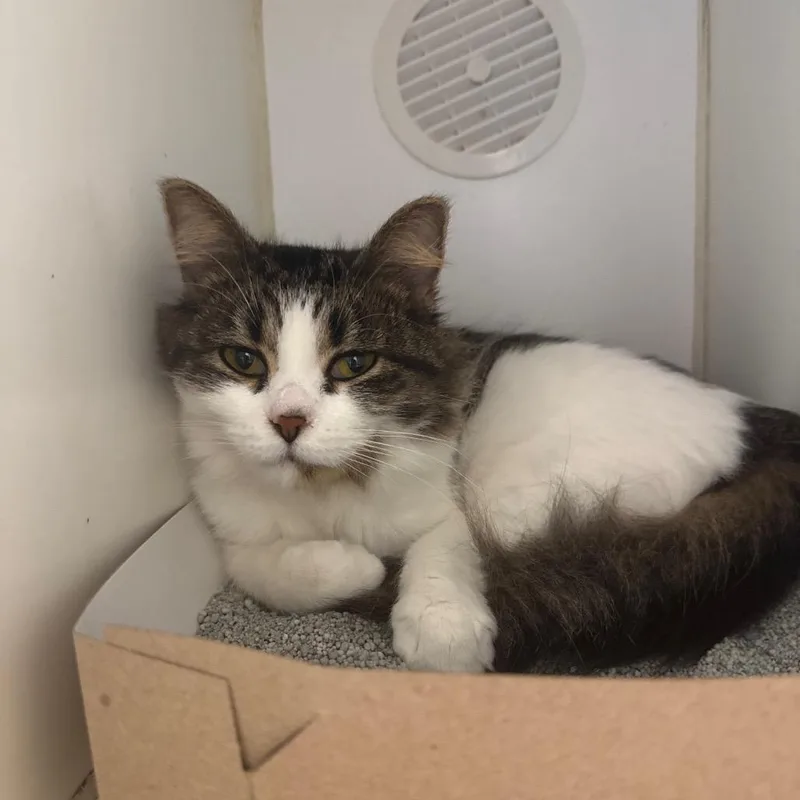 A baby small-sized female Brown / Chocolate Domestic Short Hair cat named Hummus for adoption in Naperville, IL