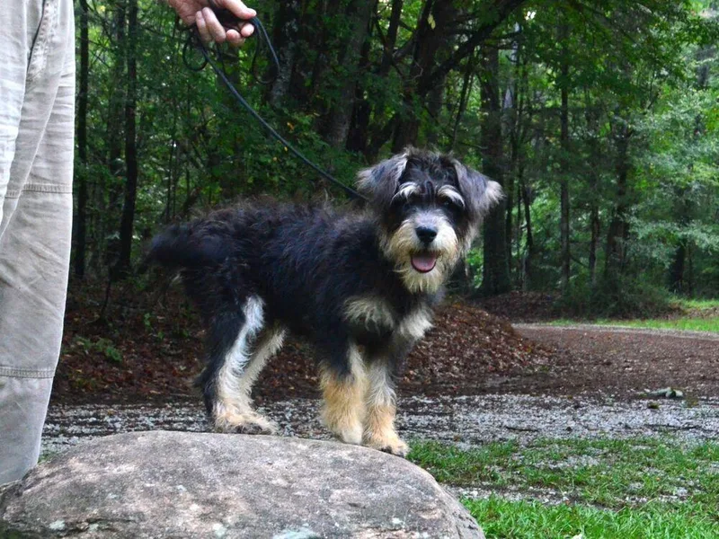 Biscuit thumbnail 3