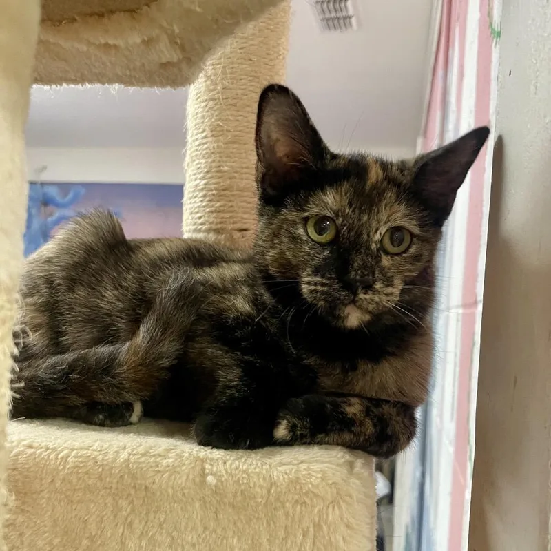 A baby small-sized female Tortoiseshell Domestic Short Hair cat named Julieta for adoption in Laredo, TX