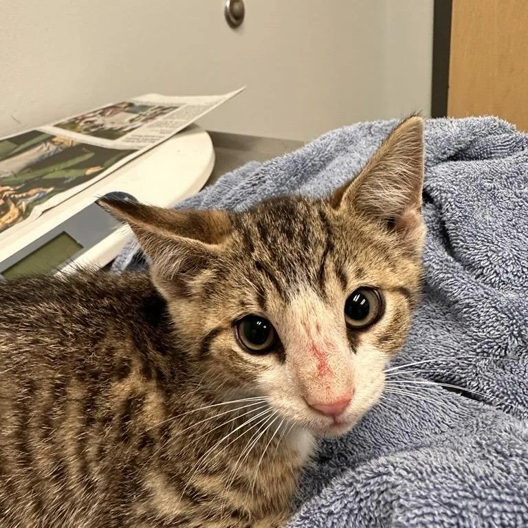 A baby small-sized male Brown / Chocolate Domestic Short Hair cat named The Doctor for adoption in Jacksonville, FL