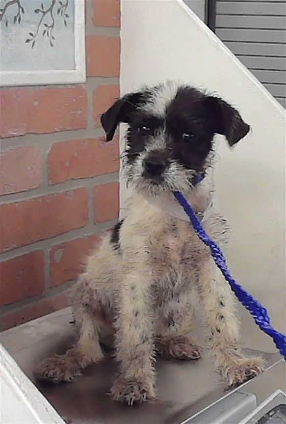 A baby small-sized male Schnauzer dog named Spotify for adoption in Houston, TX