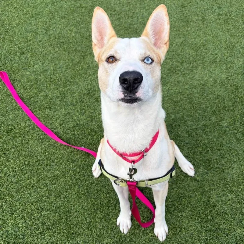 A young medium-sized male Yellow / Tan / Blond / Fawn Husky dog named RL Stine for adoption in Pittsburgh, PA