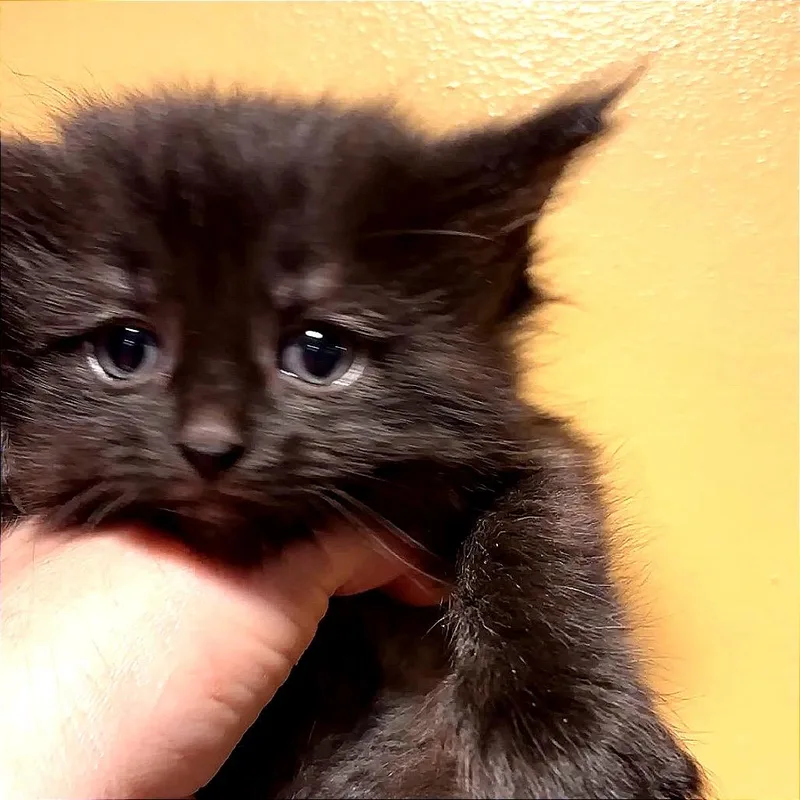 A baby small-sized female Black Domestic Medium Hair cat named Lumi for adoption in Monroe, MI