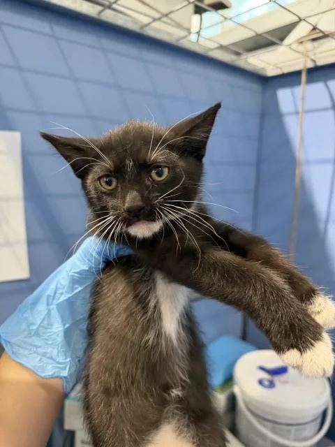 A baby small-sized male Domestic Short Hair cat named Cade for adoption in San Bernardino, CA