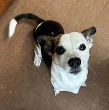An adult small-sized male Mixed Breed dog named Charlie for adoption in Rapid City, SD