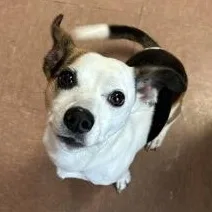Charlie thumbnail 2