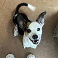 Charlie thumbnail 3