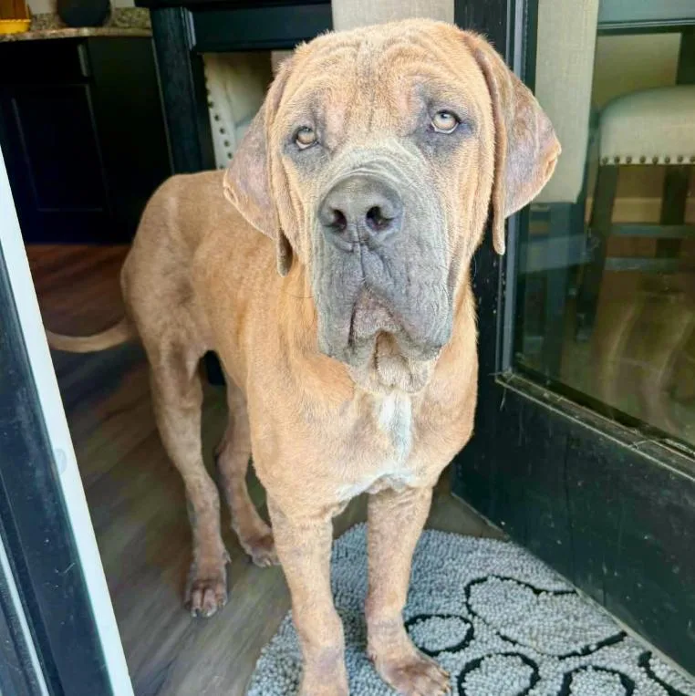 A young extra large-sized male Brown / Chocolate Mastiff dog named Odin for adoption in Mead, CO