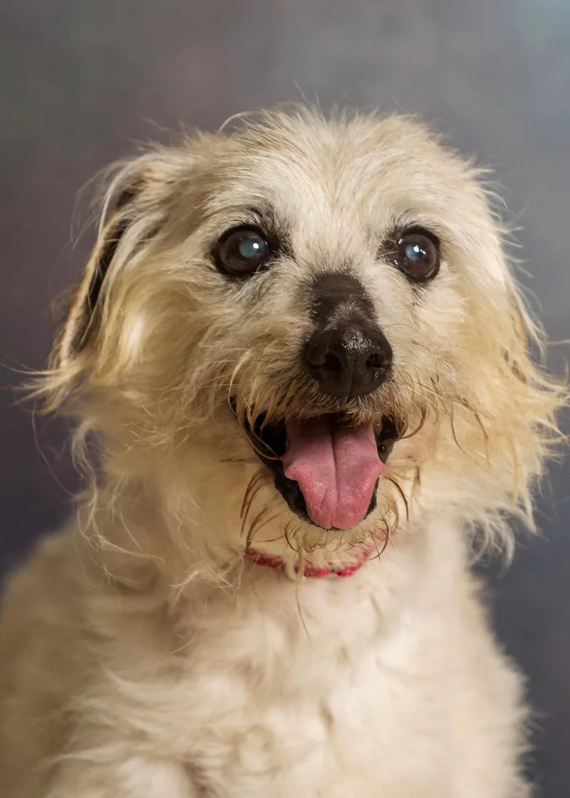 A senior small-sized male Apricot / Beige Jack Russell Terrier dog named Buddy for adoption in Seville, OH