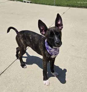 A young medium-sized female Shepherd dog named Oakley for adoption in Bucyrus, OH