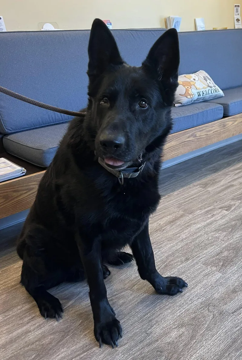 A senior extra large-sized male Black German Shepherd Dog dog named Maverick . for adoption in Tolland, CT
