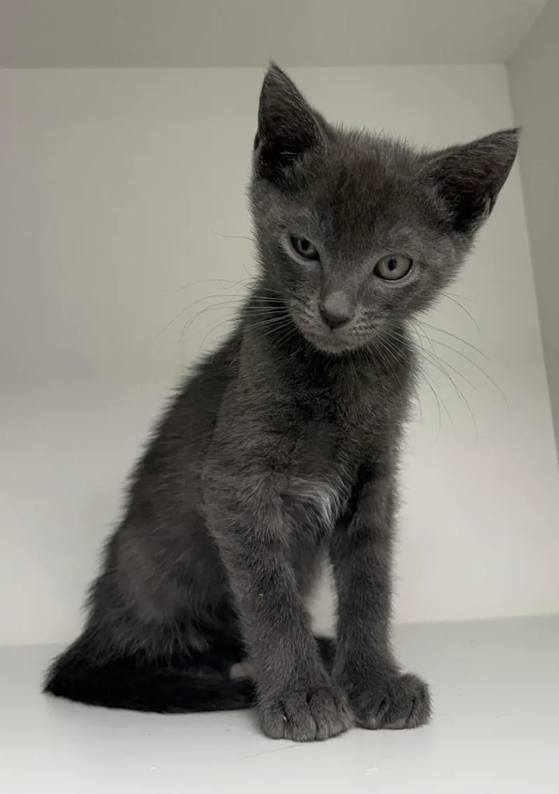 A young medium-sized male Gray / Blue / Silver Domestic Short Hair cat named Ibesia for adoption in Satellite Beach, FL