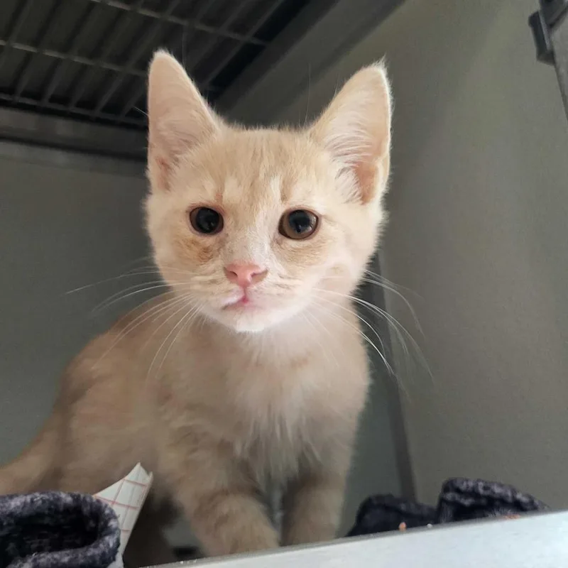 A baby small-sized male Orange / Red Domestic Short Hair cat named Kalahari for adoption in Chattanooga, TN