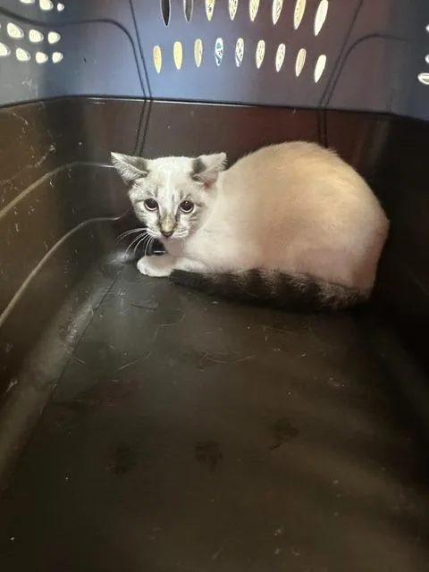 A baby small-sized female Domestic Short Hair cat named Dolly Purrton for adoption in Rome, GA