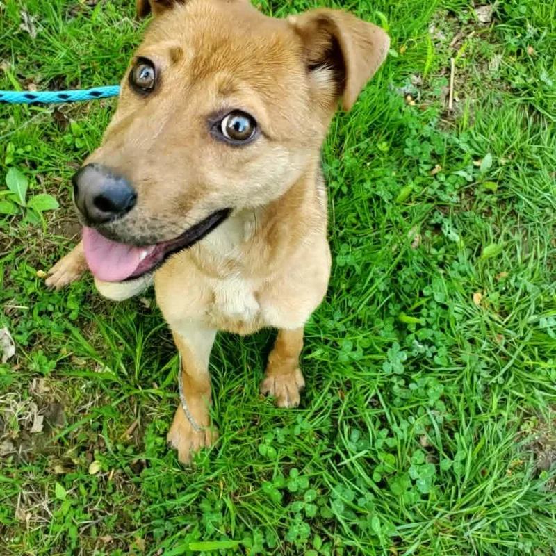 A young medium-sized female Carolina Dog dog named Jada for adoption in Goshen, KY