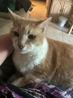 A senior medium-sized male Orange & White Domestic Short Hair cat named Paws for adoption in Naples, FL