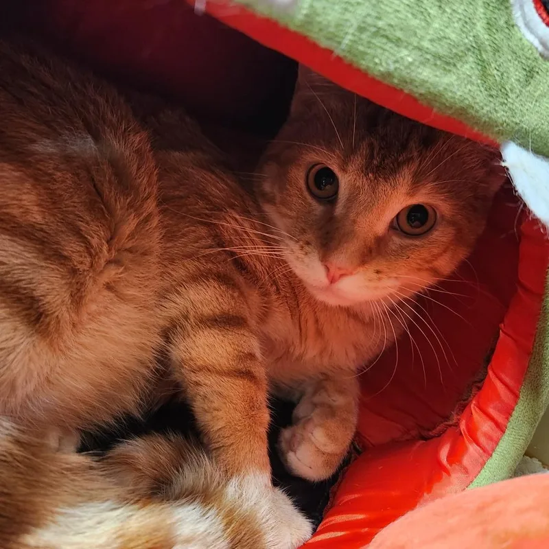 A young large-sized male Orange / Red Domestic Short Hair cat named Baron for adoption in Delaware, OH