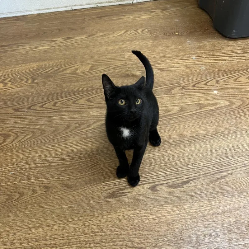 An adult large-sized male Black Domestic Short Hair cat named Nature Valley for adoption in Austin, TX