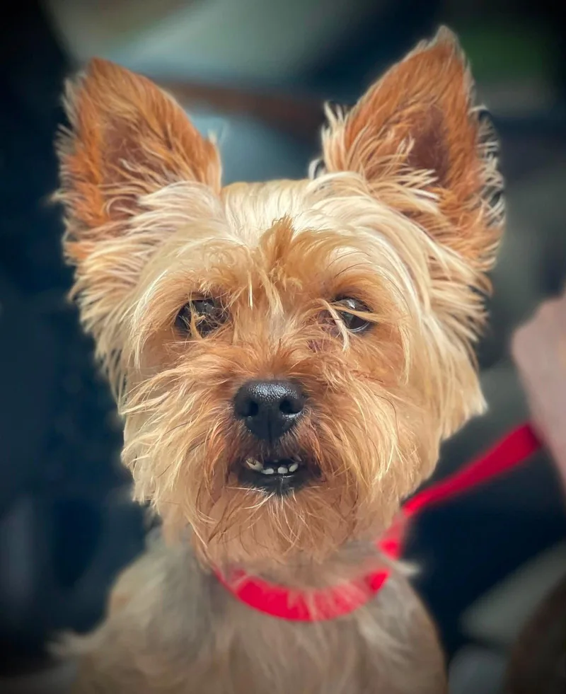 A young small-sized female Yorkshire Terrier dog named Daisy Gatlin for adoption in Saunderstown, RI