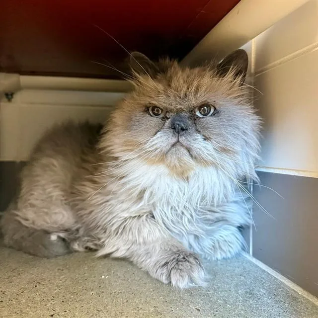An adult medium-sized male Himalayan cat named Fred for adoption in Leesburg, VA