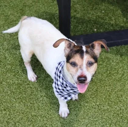 A senior small-sized male Mixed Breed dog named Dale for adoption in Athens, GA